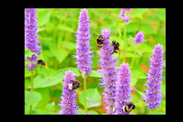 Hyssop