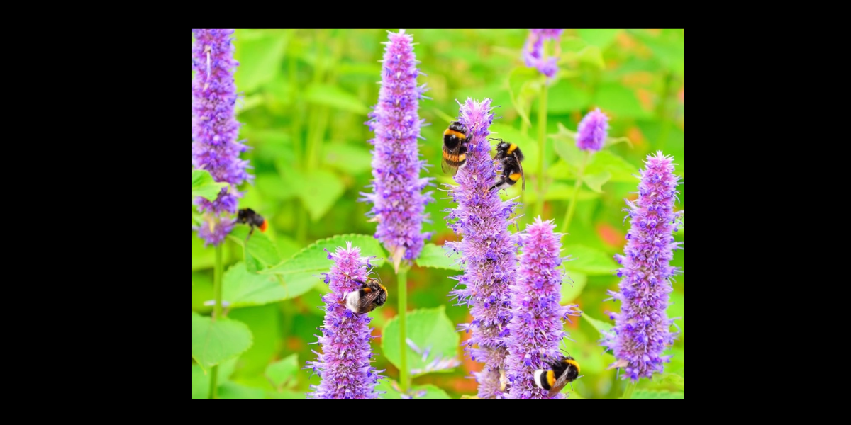 Hyssop