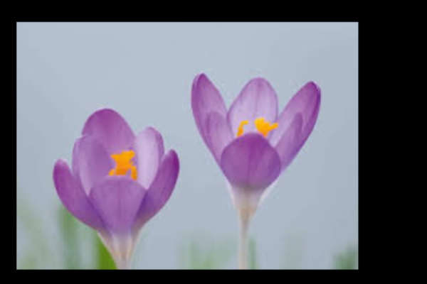 Croci