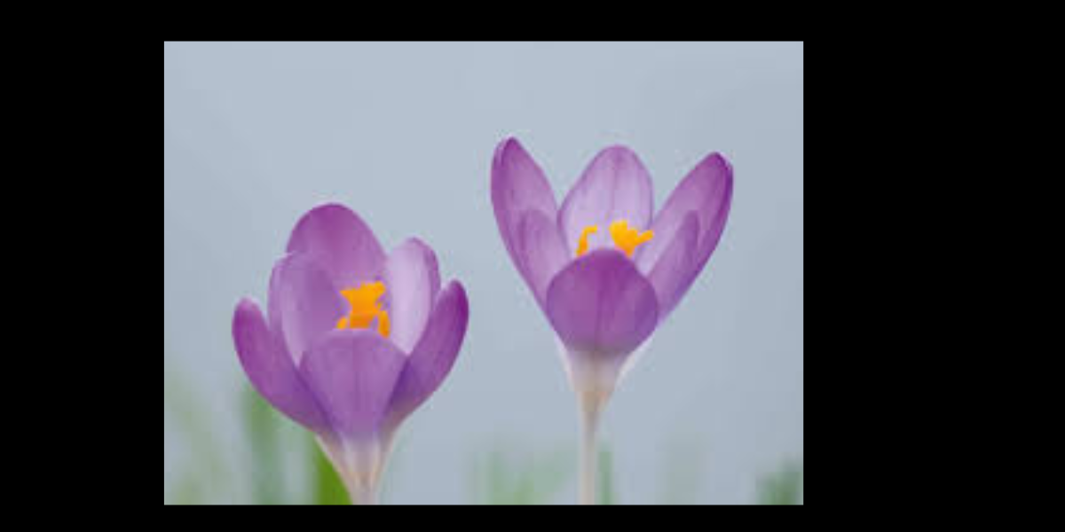 Croci