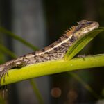 Caiman Lizard