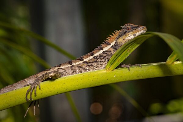 Caiman Lizard