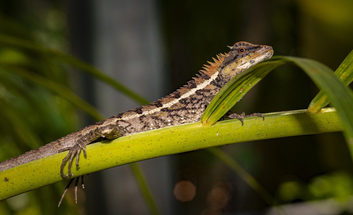 Caiman Lizard